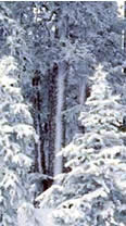 wintersport,france,switzerland