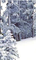 holiday,skiing,resort,winter,snow